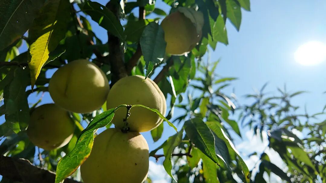 1762222011326609.jpg 26.jpg