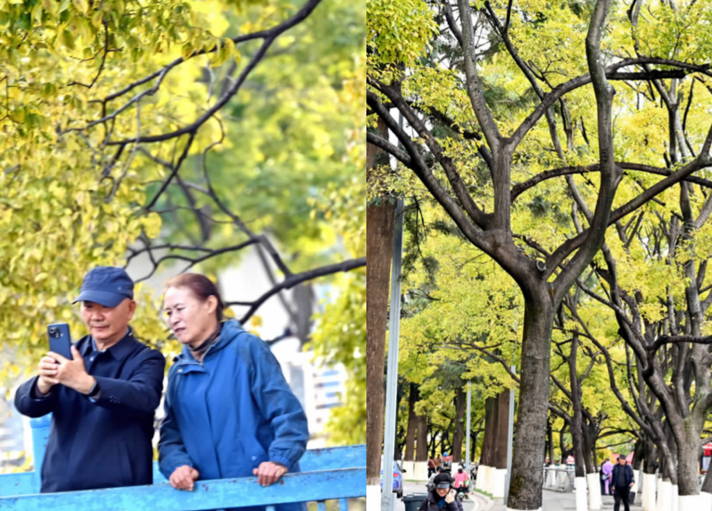 大观河畔滇朴金黄、黑龙潭公园枫叶火红……昆明街头秋色浓_昆明信息港