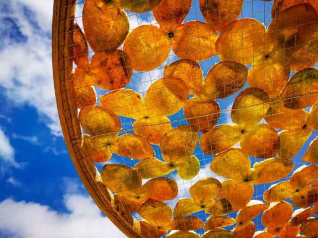 新会陈皮被誉为“广东三宝”之首。江门日报记者郭永乐 摄