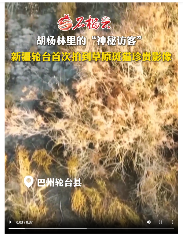 胡杨林里的“神秘访客”轮台县首次拍到草原斑猫珍贵影像