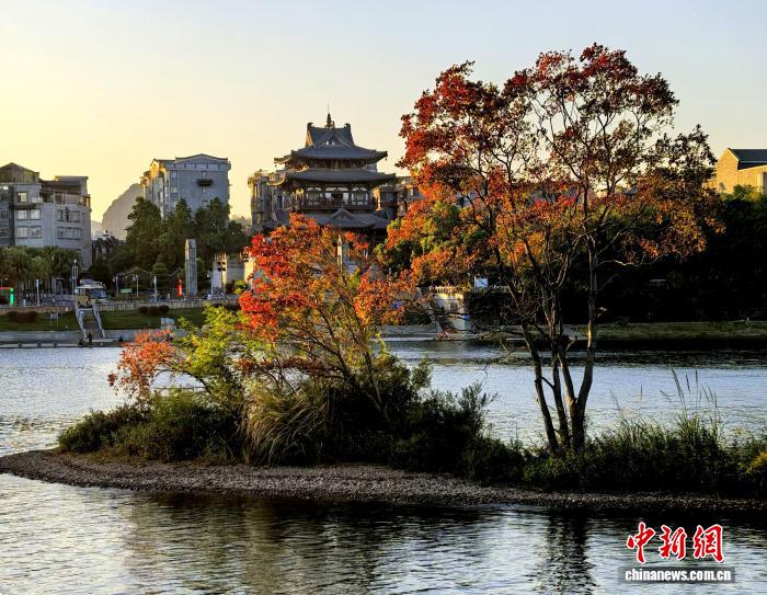 桂林进入浪漫赏叶季