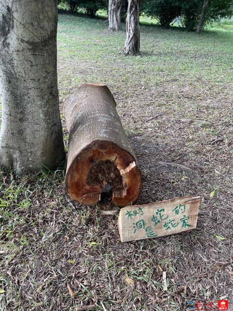 福田红树林生态公园一角。（拍摄：夏偲婉）