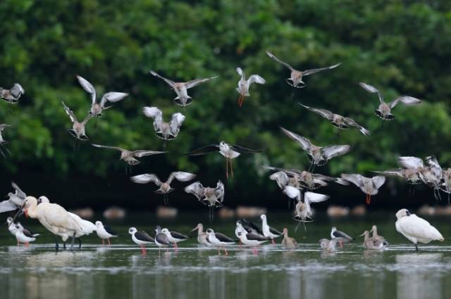 广东湿地是候鸟栖息天堂。 图源:广东省林业局 广东湿地是候鸟栖息天堂。 图源:广东省林业局
