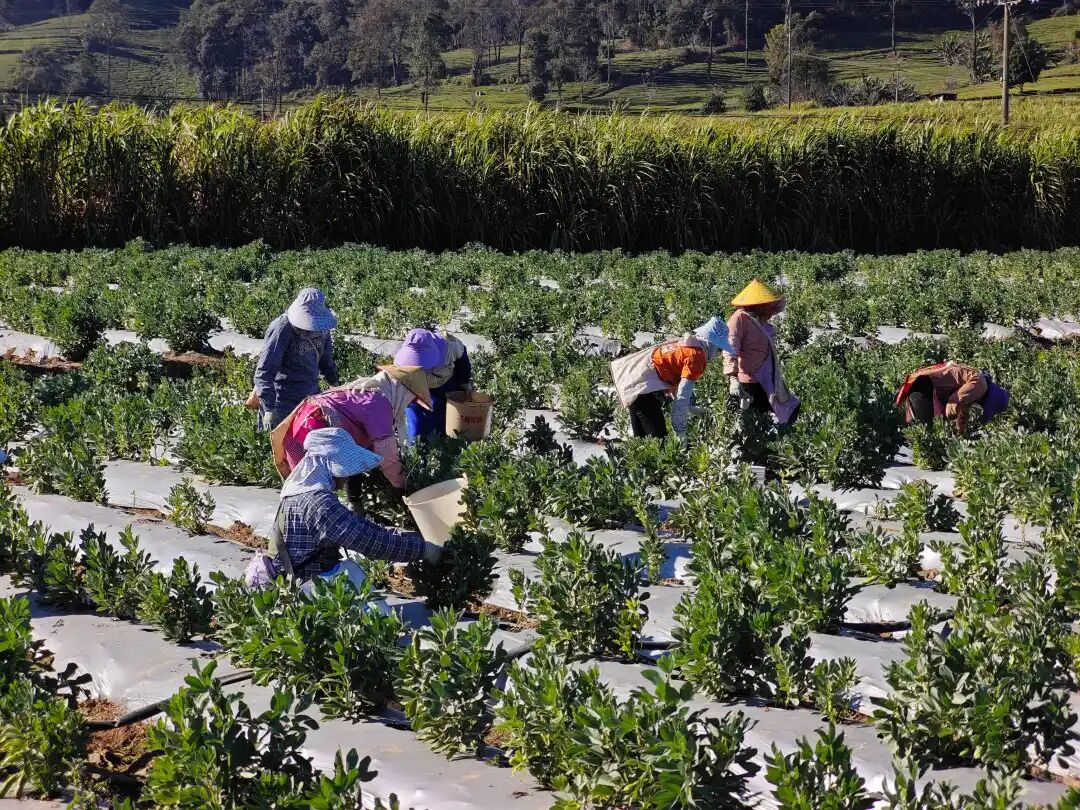 1765158247803920.jpg 10.jpg