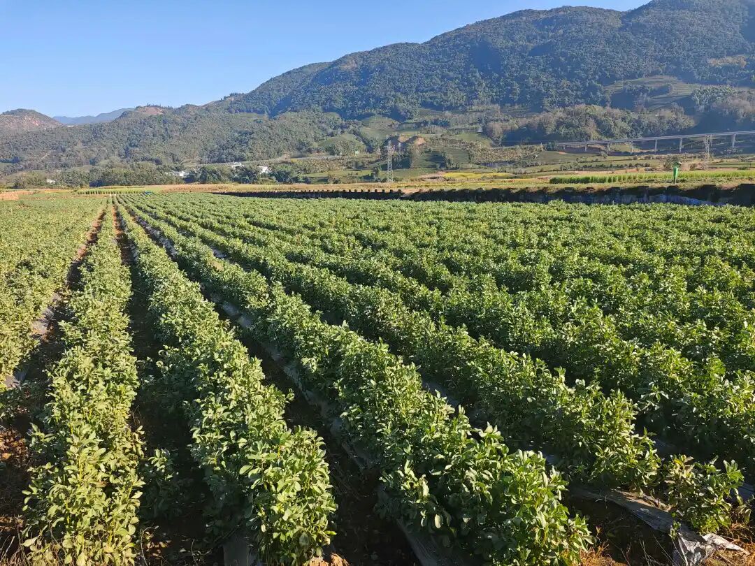 1765158263140415.jpg 11.jpg