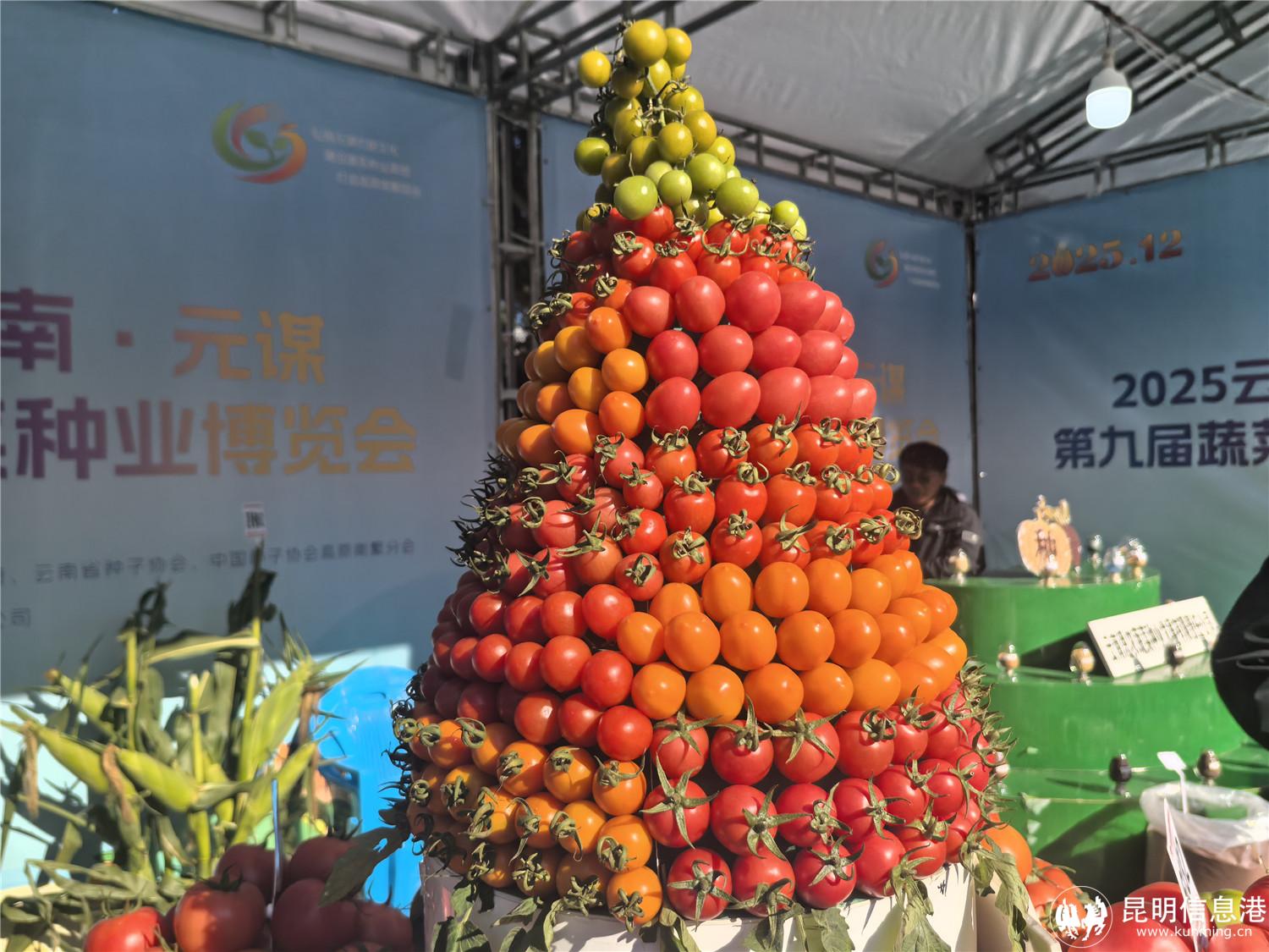 特色小番茄展示 元谋县融媒体中心 杨格 摄 特色小番茄展示 元谋县融媒体中心 杨格 摄