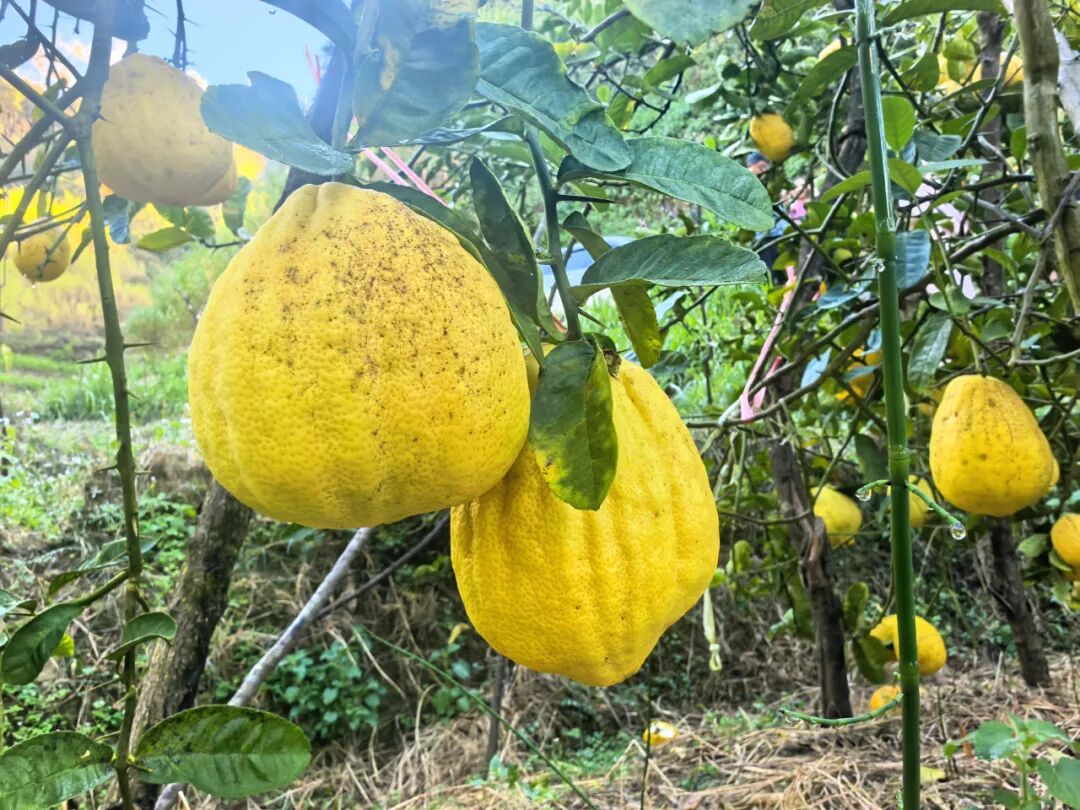 1765506179183221.jpg 40.jpg