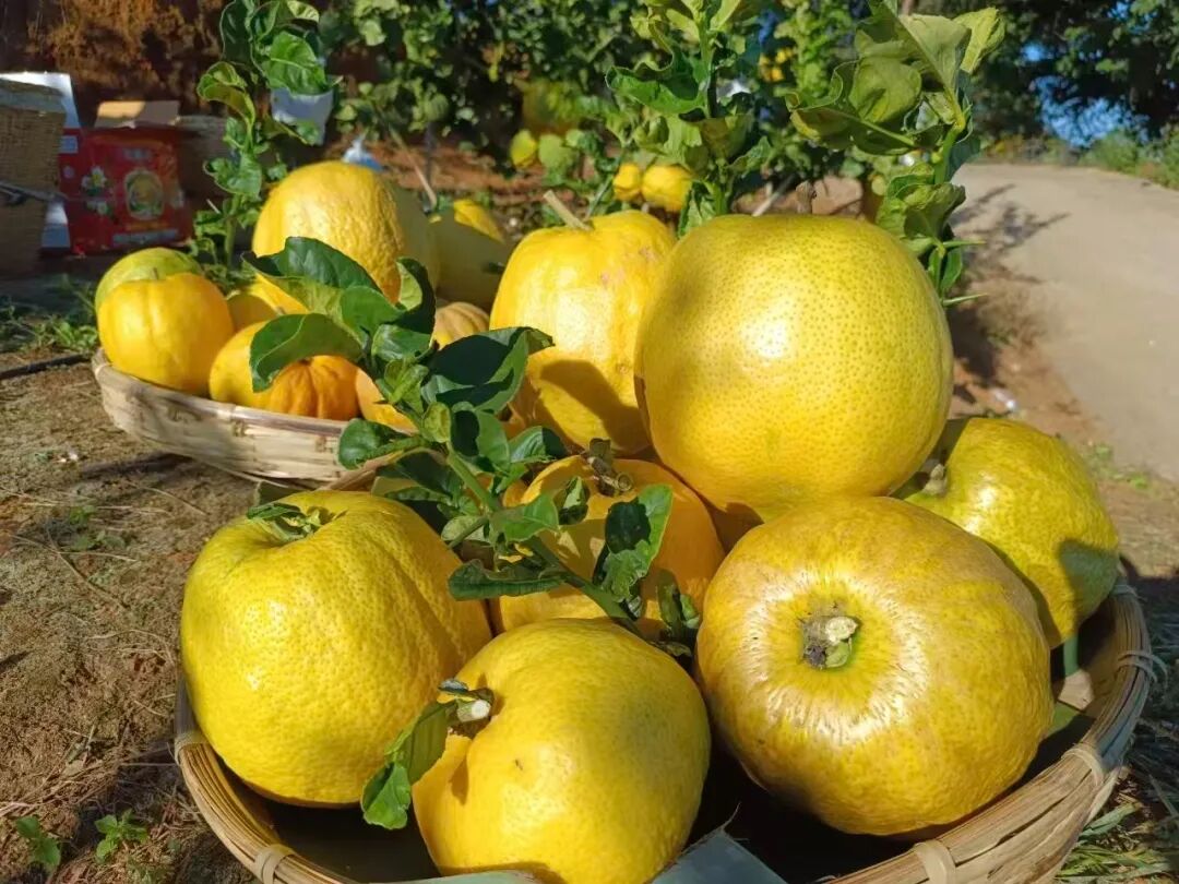 1765506198808886.jpg 42.jpg