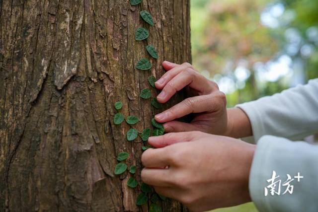 12月4日，许兴群在跑步途中触摸树干上的树叶。