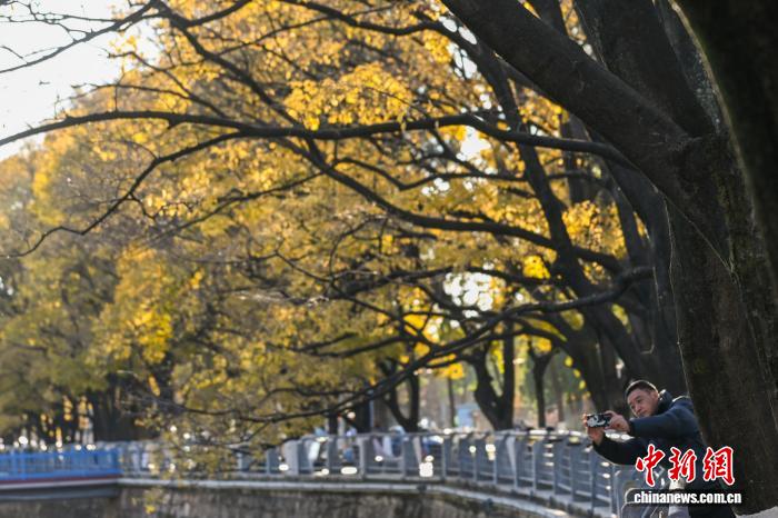 昆明大观河畔滇朴鎏金绘就冬日惬意图景