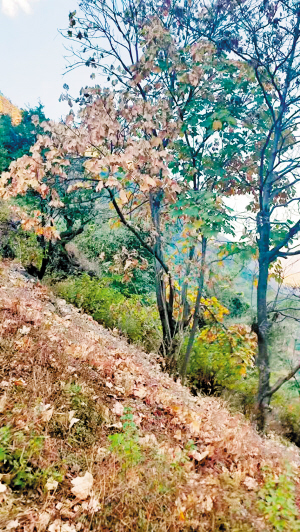 30921766078276695 30921766078276695