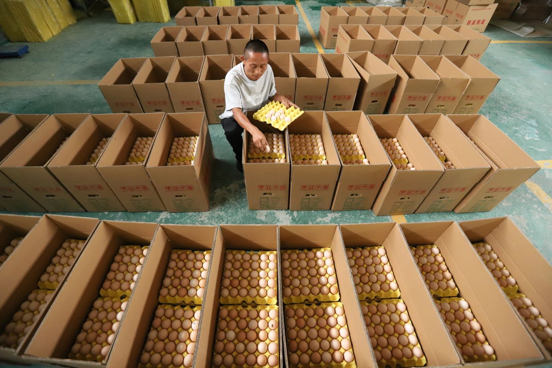 dD0xNzY2Mzk2MjI4X3I9MzY0YzU3OGFfdz0xMDgwX3E9MTAwX2U9SlBH.webp 796905-9月12日,在印江自治县朗溪镇甘龙村智能化蛋鸡养殖场,养殖工人将一枚枚鸡蛋捡拾装箱。.JPG