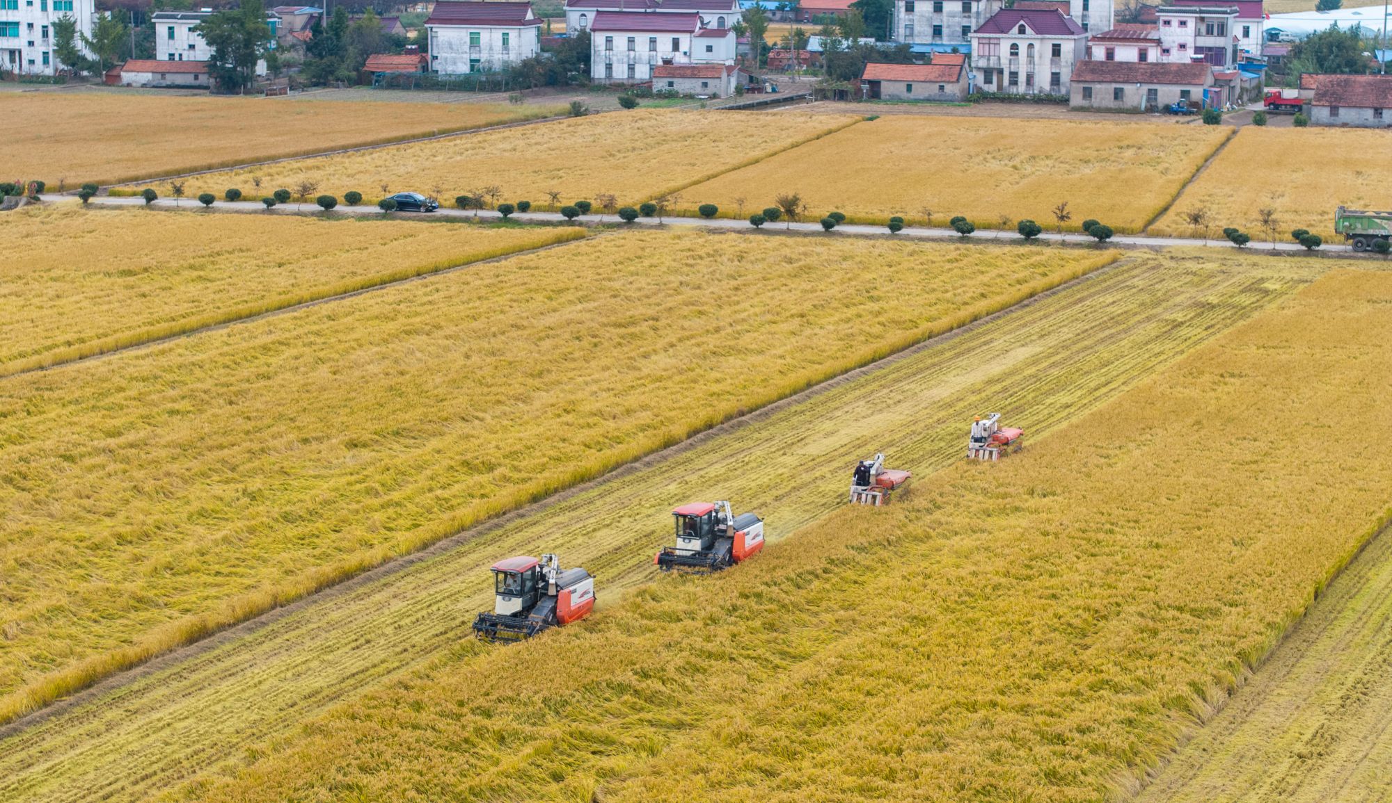 10月30日，在江苏省南通市通州区十总镇育民村高标准农田里，村民驾驶农机收割水稻（无人机照片）。 新华社发（翟慧勇摄）
