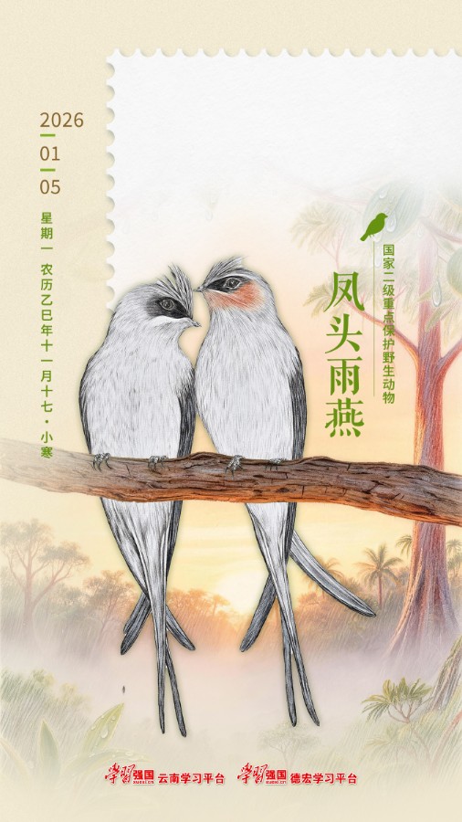 1767574983826767.jpg 2026年1月5日 凤头雨燕-海报.jpg