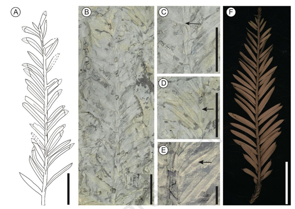 Sequoia与现生北美红杉叶片图 Sequoia与现生北美红杉叶片图.jpg