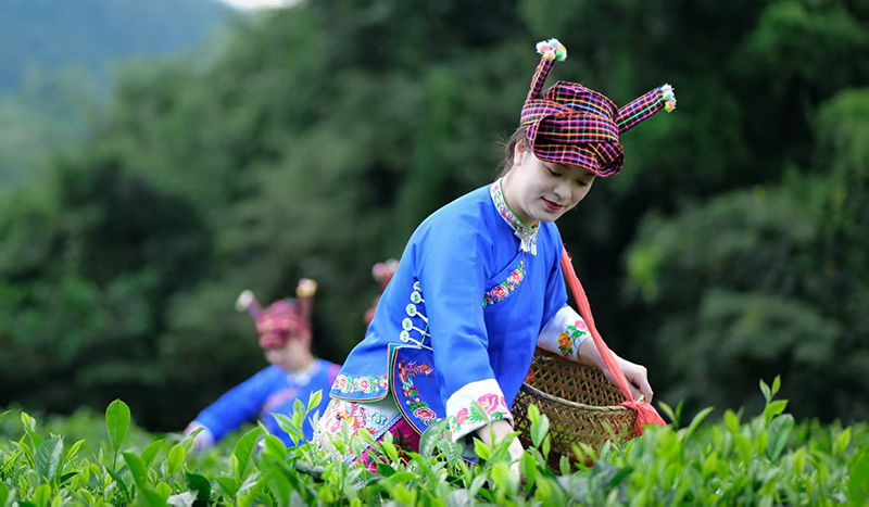 【图5】云南广南，当地茶农在采摘茶叶。-广南县委宣传部供图