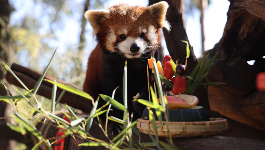 云野小马化身送餐员 萌趣迎新春