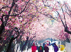 昆明动物园樱花节3月2日启幕