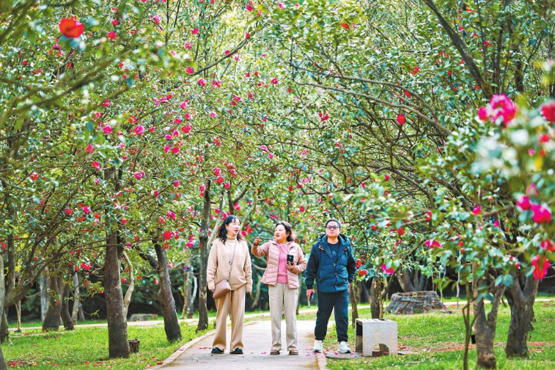 山茶盛开春意浓