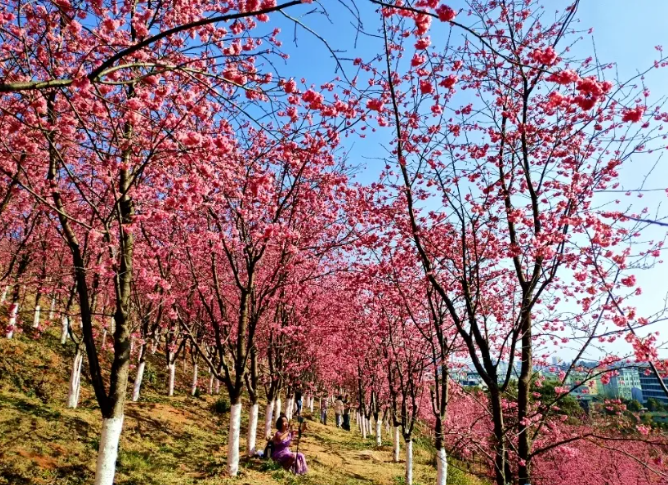 马龙樱花次第开 八方游客踏春来