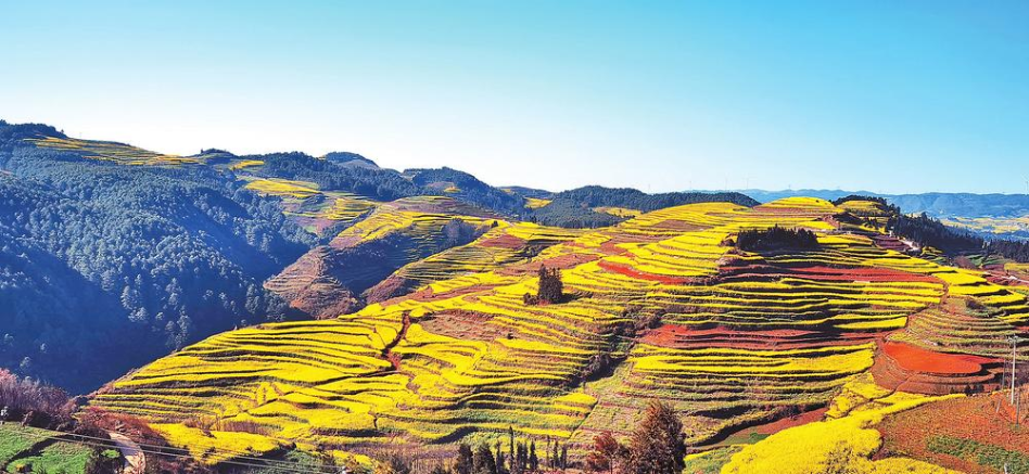 “云上花梯”引客来