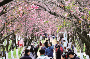 樱花盛景吸引了众多市民和游客前来赏花拍照 本组图片除署名外 ■ 都市时报全媒体记者 唐芊