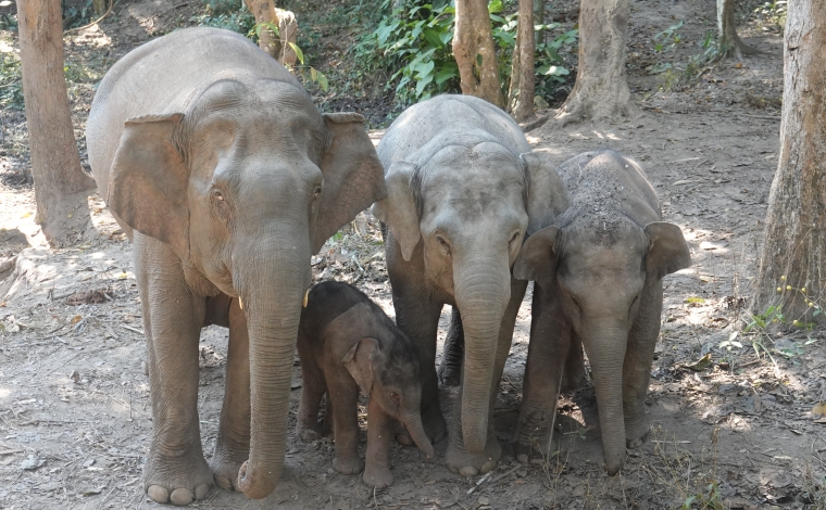 新年新气“象”！云南5头新生象宝宝随家族亮相