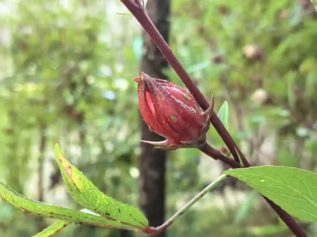 “玫瑰茄”的花萼。