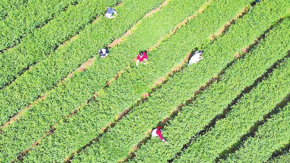 春到苗寨 茶园开采