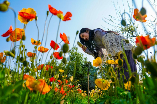 春城繁花引客来
