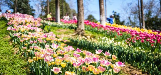 贵州龙里：郁金香开迎客来