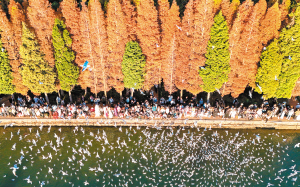 游客在滇池畔的海洪湿地公园喂红嘴鸥。 新华社 游客在滇池畔的海洪湿地公园喂红嘴鸥。 新华社