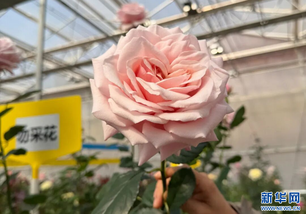 08f23f17d36c48e1951fd7edad29a7f0