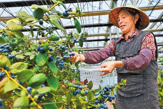 蓝莓飘香 富裕一方