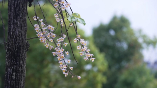 从石斛“鲜条”到石斛“鲜切花”，龙陵小伙一波操作，直播间卖爆了