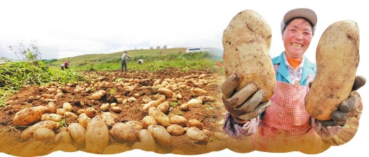 云南马铃薯的本土化与主粮化嬗变