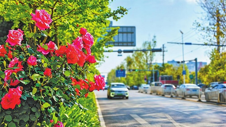 昆明官渡区 绿化带里月季迎风绽放