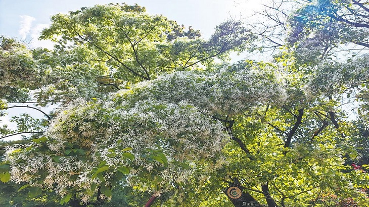 昆明黑龙潭公园 150岁流苏迎来盛花期