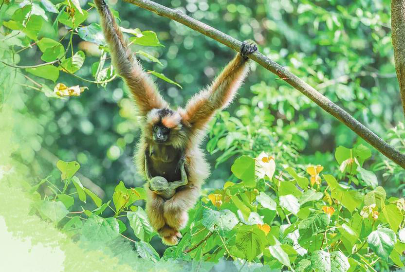 无量山高龄长臂猿再添新丁
