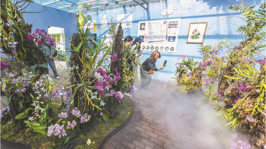 昆明植物园第三届兰花展开展 近400种兰花争奇斗艳