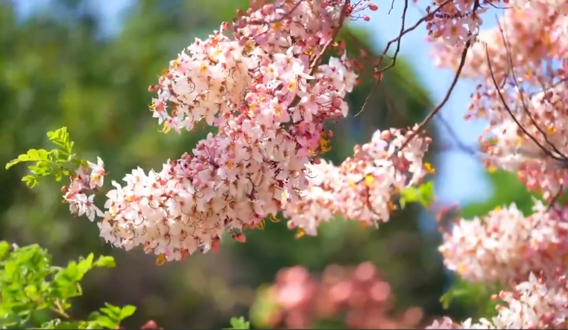 云南石屏神黄豆花盛放