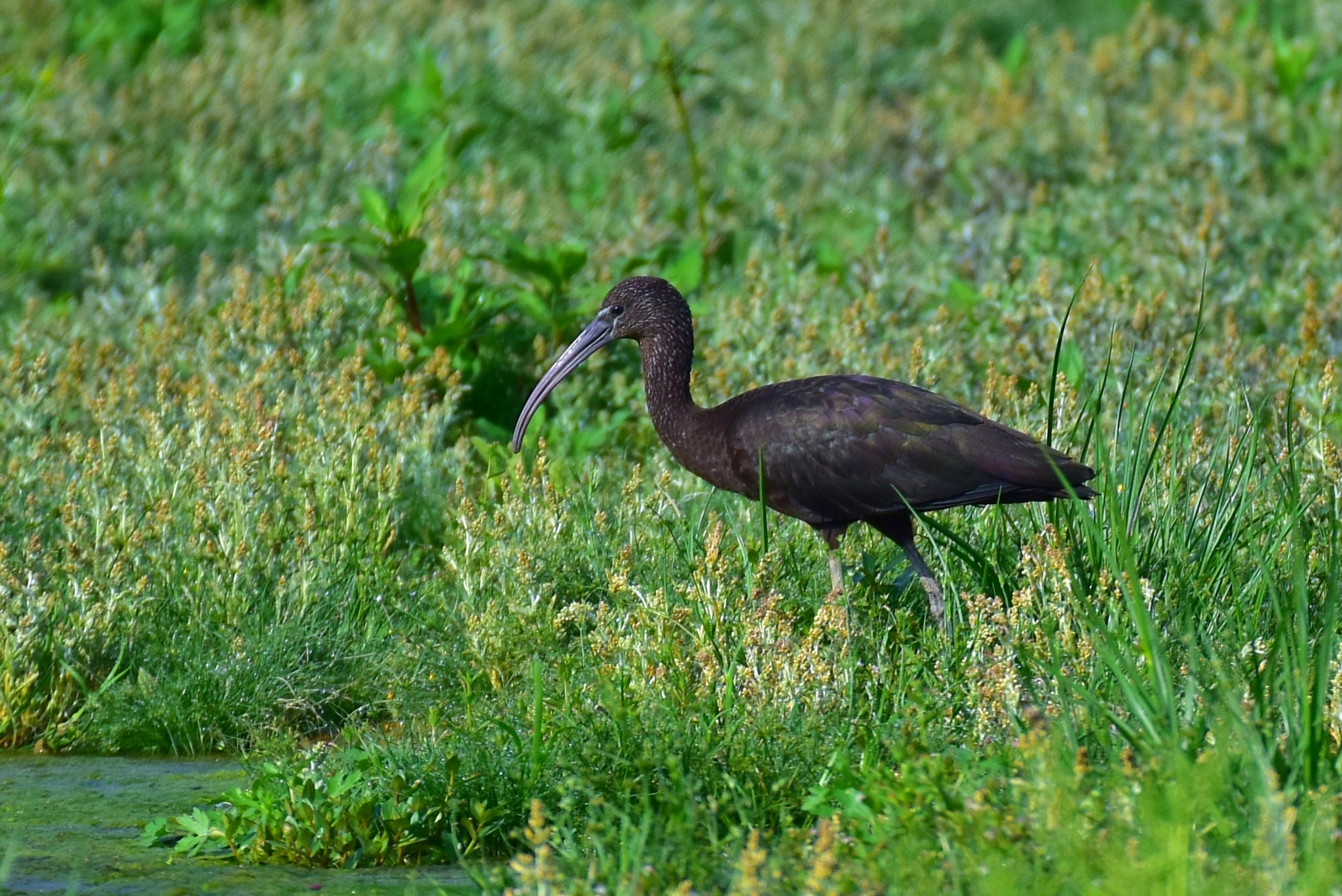 “鸟中大熊猫”彩鹮首次现身临沧云县
