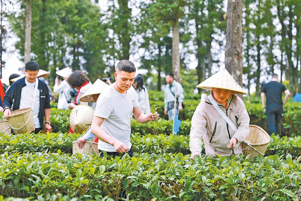 上茶山 访茶企 探茶源