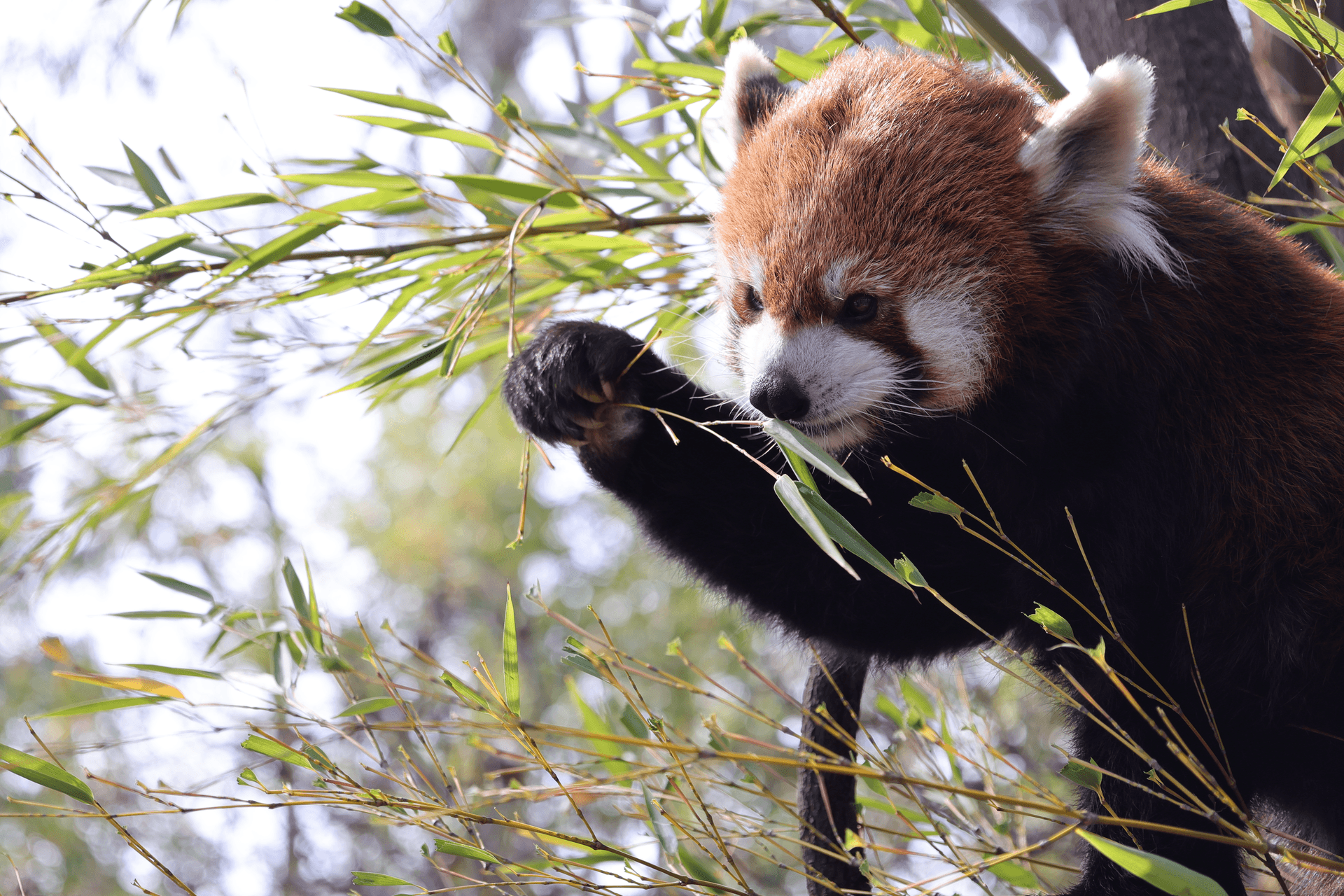 云南野生动物园“萌兽新生” 以“祝米”之礼迎新