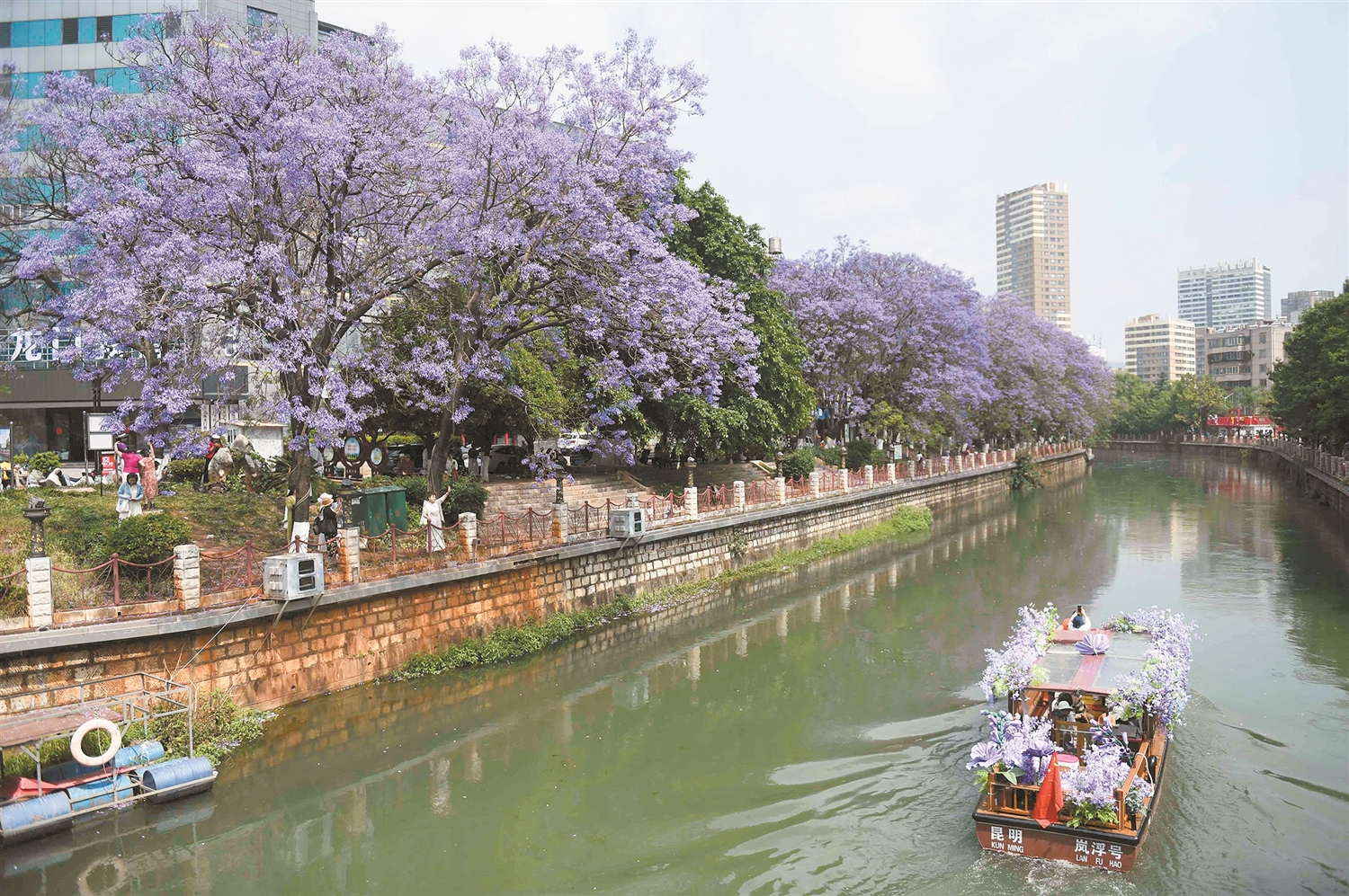 盘龙江蓝花楹航线开航 舟行花间人在画中