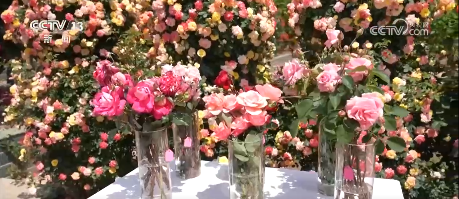 四川苗木市场