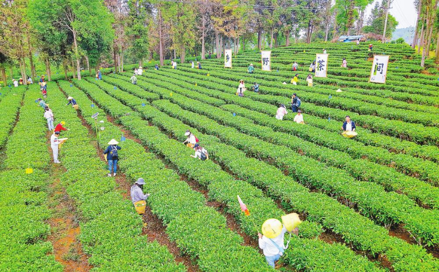 茶山寻野趣 游客入画来