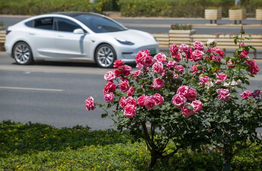 昆明市广福路机动车道旁的月季花。新华社.JPG