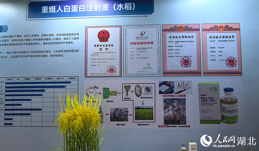 水稻提取重组人白蛋白注射液展示。人民网记者 周雯摄