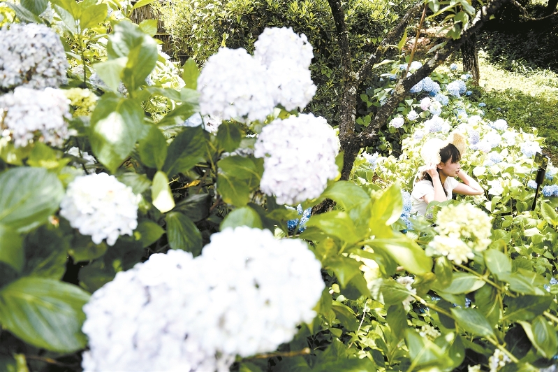 绣球花海涌动夏日